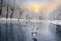 Birds on the winter lake in the park Royalty Free Stock Photo