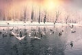 Birds on the winter lake in the park Royalty Free Stock Photo