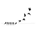 Birds on wire and flying birds silhouettes, vector. Scandinavian minimalism art design. Birds illustration isolated Royalty Free Stock Photo