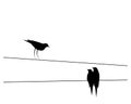 Birds on wire, vector. Minimalist poster design. Birds silhouettes isolated on white background. Scandinavian art design Royalty Free Stock Photo