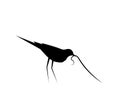 Bird silhouette with a worm in mouth vector. Bird silhouette illustration isolated on white background