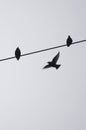 Birds on a wire