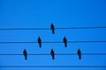 Birds on the wire. Birds on a wire on a background of blue sky. The concept of teams and teamwork, not like everyone else, and a Royalty Free Stock Photo