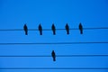 Birds on the wire. Birds on a wire on a background of blue sky. The concept of teams and teamwork, not like everyone else, and a Royalty Free Stock Photo