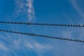 Birds on a wire background