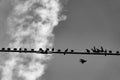 Birds on a wire background. Monochrome. Royalty Free Stock Photo