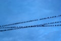 Birds on a Wire