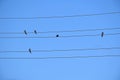 Birds on wire on blue sky. Birds silhouettes, minimalist photography.