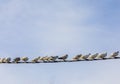 Birds On A Wire. Copy Space Royalty Free Stock Photo