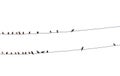 Birds on wire