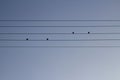 Birds on a wire. Music scale concept.