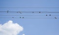 Birds On The Wire Placed Like Musical Notes On The Carrier