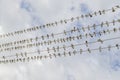 Birds on wire