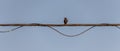 Birds on wire starling sunlight abstract colors Royalty Free Stock Photo