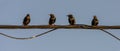 Birds on wire starling sunlight abstract colors
