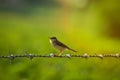 birds on wire top view Royalty Free Stock Photo