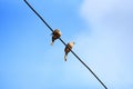 Birds on wires and blue sky background - Zebra Dove Royalty Free Stock Photo