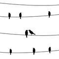 Birds on the wires2 Royalty Free Stock Photo