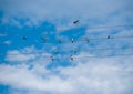 Birds on wires small birds on lines like musical keys