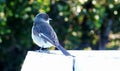 Birds on a wooden hedge Royalty Free Stock Photo