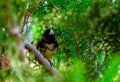 Birds of the world.Male of  Yellow-bellied seedeater Sporophila nigricollis in natural    environment. Royalty Free Stock Photo