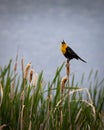 Birds Yellow Headed Blackbird, Saratoga Lake Wetlands, Wyoming