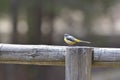 Birds - Yellow Wagtail Motacilla flava