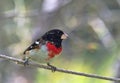 BIRDS: young male rosebreasted grosbeak Royalty Free Stock Photo