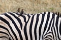 Birds on a zebra Royalty Free Stock Photo