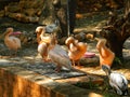 Birds in Zoological park, Bangluru.