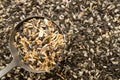 Birdseed Royalty Free Stock Photo