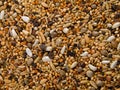 Birdseed background Royalty Free Stock Photo