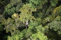 A birdseye view of an Australian rain forest