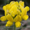 Birdsfoot Trefoil Flower Blossom Royalty Free Stock Photo