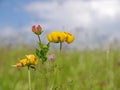 Birdsfoot trefoil Royalty Free Stock Photo