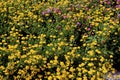 Birdsfoot Trefoil and Red Clover  58481 Royalty Free Stock Photo