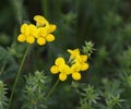 Birdsfoot Trefoil Royalty Free Stock Photo