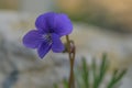 Birdsfoot violet Viola pedata, purple flower in Wisconsin