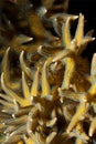 Birdsnest coral Royalty Free Stock Photo