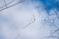 birdsong in the sky, bird migration in spring and autumn