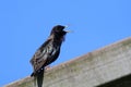 Birdsong of a starling Royalty Free Stock Photo