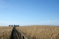 Birdwatcher at a platform