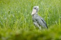 Birdwatching in Africa. Shoebill, Balaeniceps rex, portrait of big beak bird, Congo. Detail wildlife scene from Central Africa. Ra Royalty Free Stock Photo