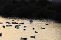 Birdwatching, Baylands, California Royalty Free Stock Photo