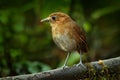 Birdwatching in Colombia, South America. Rufous Antpitta, Grallaria rufula saltuensis, bird from Colombia. Rare bird in the nature