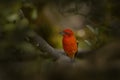 Birdwatching in Costa Rica. Orange bird Flame-colored Tanager, Piranga bidentata tropical bird from Savegre, Costa Rica. Red Royalty Free Stock Photo