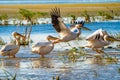 Birdwatching in Danube Delta. The Great White Pelican flying over a Pelican colony at Fortuna Lake Royalty Free Stock Photo