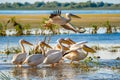 Birdwatching in Danube Delta. The Great White Pelican flying over a Pelican colony at Fortuna Lake Royalty Free Stock Photo