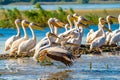 Birdwatching in Danube Delta. The Great White Pelican flying over a Pelican colony at Fortuna Lake Royalty Free Stock Photo