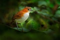 Birdwatching in Ecuador. White-bellied antpitta, Grallaria hypoleuca, bird family Grallariidae, from Colombia, Ecuador and far Royalty Free Stock Photo